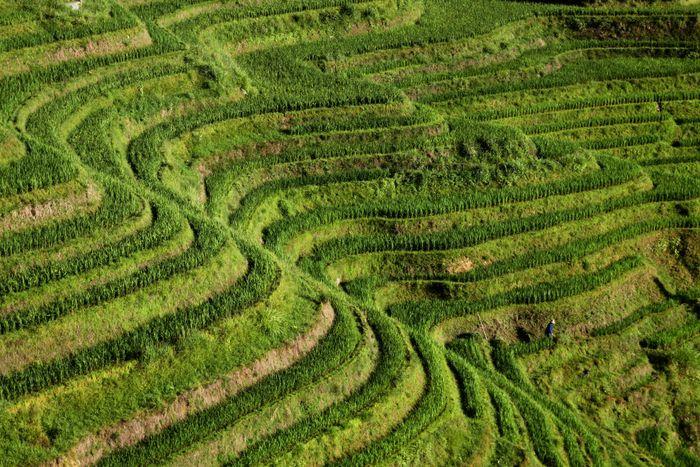 Rice Terraces Longsheng in Guilin