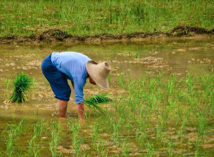 Rice Terraces Longsheng rice farmer