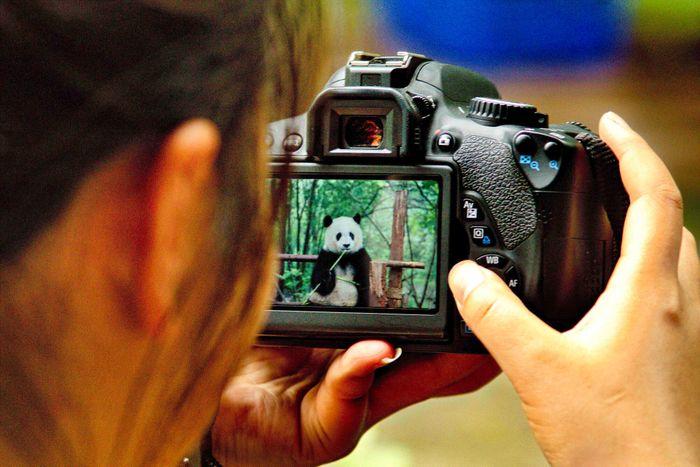 Photo of a Panda