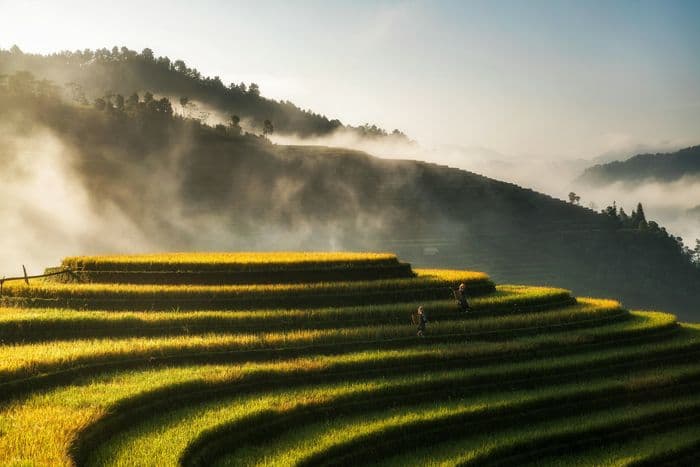 ASI_BLOG_08.25_UNSPLASH (Rice terraces - Vietnam)